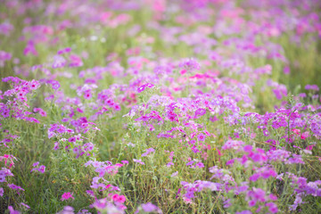 Obraz na płótnie Canvas Spring purple wild flower field. Filled with purple flowers in southern Florida in April. 