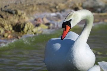 White wet swan sitting at the pond water in the nature. 
