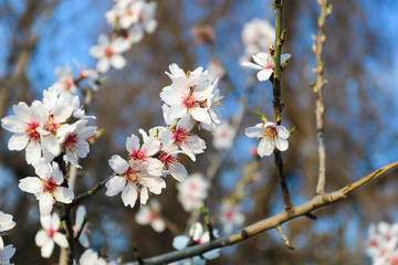 Branch with beautiful white blooming flowers and fresh green leaves. 