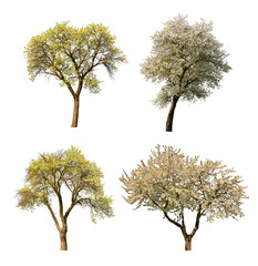 Fototapeta premium Set of blooming tree isolated on white background.