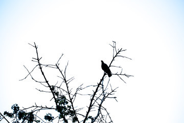 bird silhouette on the tree