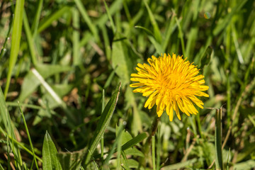Yellow flowers and green leaves on the green field