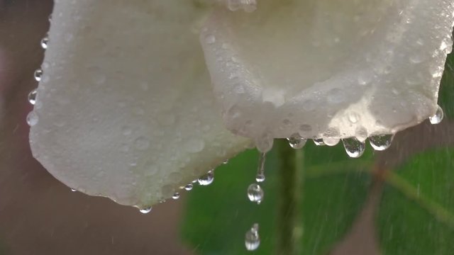 Rain drops drippling from rose petals in slow motion. Romantic flower in the garden in sunny day. Closeup shot. Shooting with high-speed camera.
