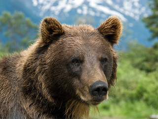 Alaskan grizzly bear portrait with mountains as backdrop