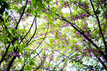 sakura cherry tree with pink flowers