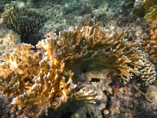 barriera corallina e coralli © paolo