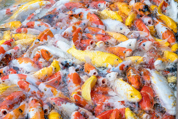 Obraz na płótnie Canvas feeding carp/koi fish in pond.Koi or more specifically nishikigoi are colored varieties of Amur carp (Cyprinus rubrofuscus)