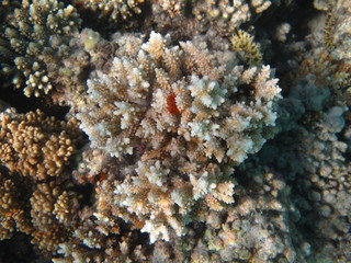 barriera corallina e coralli © paolo