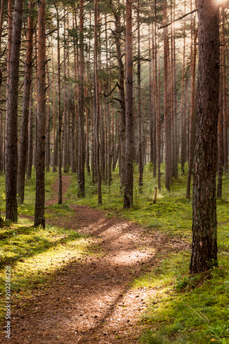 Bright Sun Rays Shining Through Mighty Tree Trunks Path In