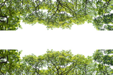 beautiful tree and leaf texture bachground on white and a free space