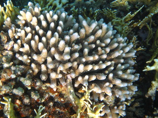 barriera corallina e coralli © paolo