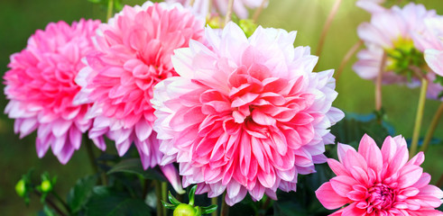 Pink dahlia flowers isolated.