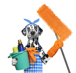 Dalmatian dog in apron with mop doing household chores. Isolated on white