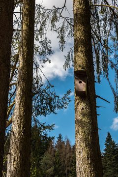 Little bird table on an old mossy tree