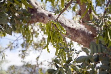 grüne Schoten des Johannisbrotbaumes