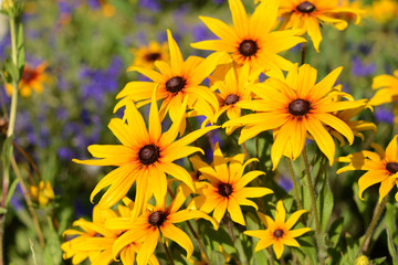 Rudbeckia in the garden. Black Eyed Susan.