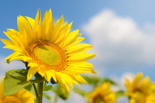 Sunflower against the sky
