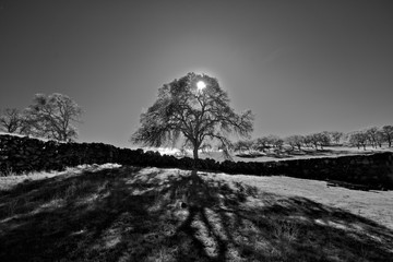 Infrared black and white image of Valley oak casting large shadow on Telegraph Road, Calaveras County, California 