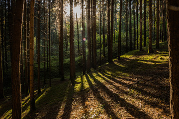 Bäume im Wald mit Sonne