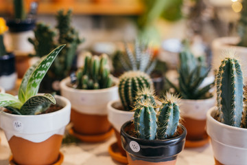 Cute and pretty succulents and cacti in handmade clay pots on sale in plant flower shop or concept store. Concept interior design ideas and inspiration for chic country style