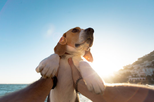 POV of happy dog owner holding pet puppy beagle breed animal in his arms in beautiful sunset sunshine on beach during vacation, concept happiness and family time, best friends cuddles
