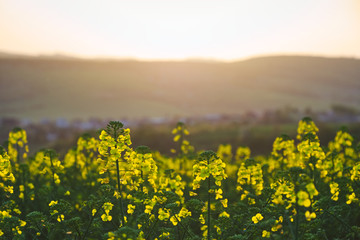 Obraz premium Blooming rapeseed plants during sunset