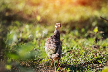 Chinese Francolin in the nature..