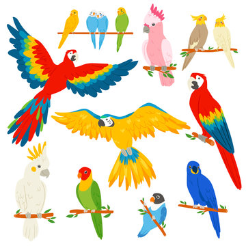 Parrot vector parrotry character and tropical bird or cartoon exotic macaw in tropics illustration set of colorful tropic birdie isolated on white background