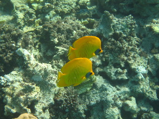 pesce farfalla © paolo
