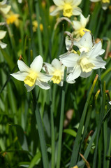 Fototapeta premium Group of white daffodils in a flowerbed.
