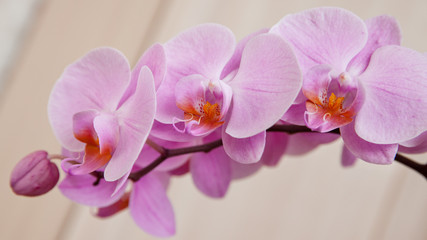 flowering Orchid