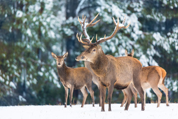 Winter wildlife. Group of noble deers Cervus elaphus in winter forest. Selective focus