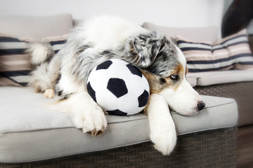 Fototapeta premium Ein Australian Shepherd liegt auf einem grauen Sofa mit einem Fußball zwischen den Pfoten und den Kopf traurig gelangweit zur Seite abgelegt