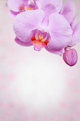background with pink flower