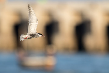 flying action of Common Tern