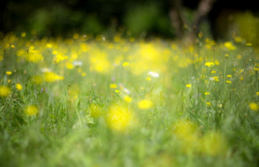 Abstract yellow flowers background with blurred flowers and bokeh. Shallow DOF.