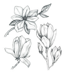 Magnolia Flowers