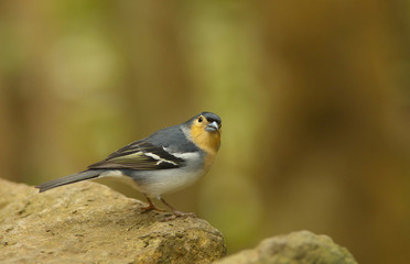 Detailed view of a color subspecies of a chaffinch living in the Canary Islands