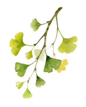 Gingko Biloba Illustration