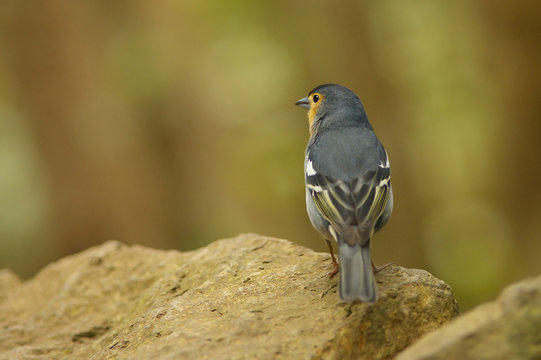 Detailed view of a color subspecies of a chaffinch living in the Canary Islands