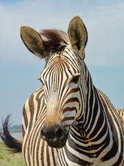 Fototapeta na wymiar Berg Zebra Portrait