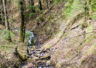 Rinnsal im Wald