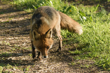ein Rotfuchs sucht auf einem Waldweg nach Futter