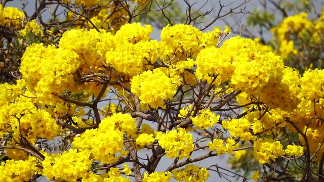 Silver trumpet tree or Paraguayan silver trumpet tree