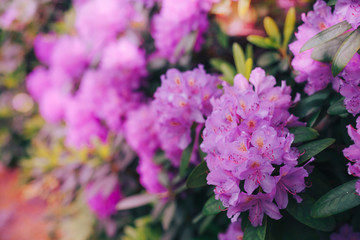 Lilac branch in a glass. Lilac flowers. Lilac bouquet. Beautiful lilac background