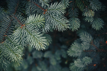 Fir tree brunch close up. Shallow focus. Fluffy fir tree brunch close up. Christmas wallpaper concept. Copy space.