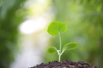 Small Pumpkin planting