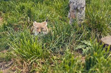 Close-up portrait of lynx. Portrait of Eurasian Lynx on green grass