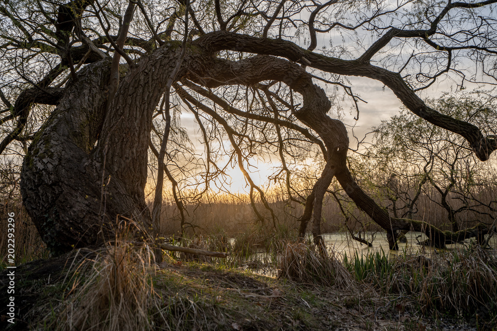 Wall mural sunset over a swamp in the forest