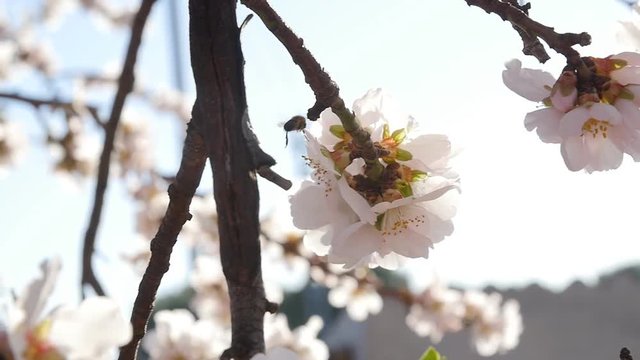 A closeup of an almond tree with pink flowers with bee
